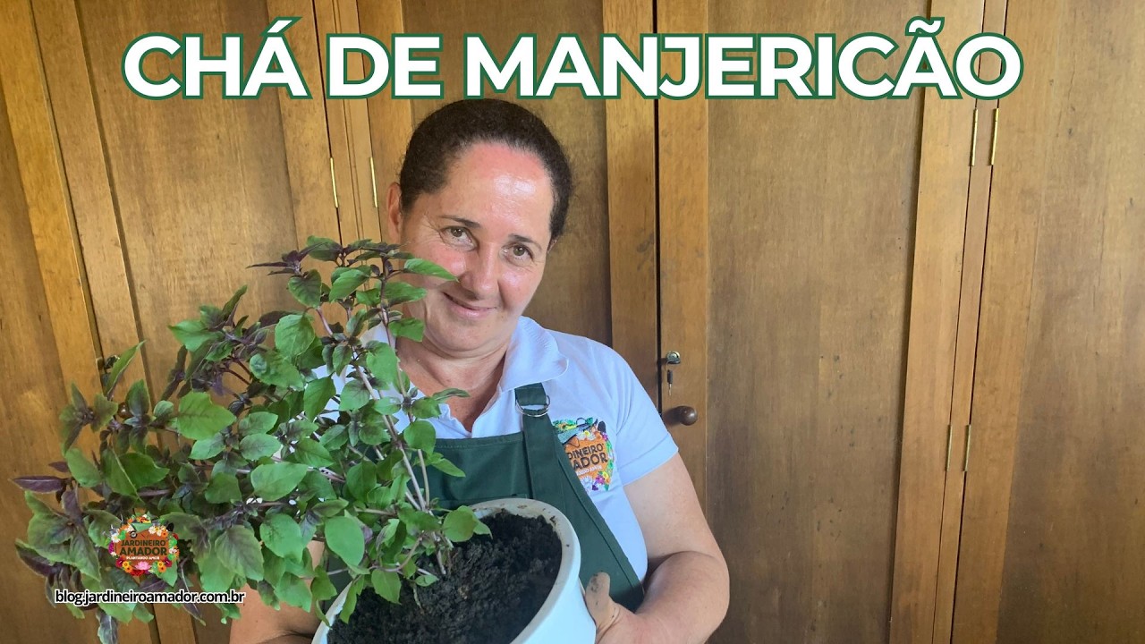 Chá de Manjericão | Benefícios para Saúde e Como Preparar