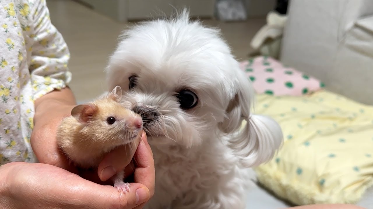 Милая реакция, когда собака встречает хомяка 😍