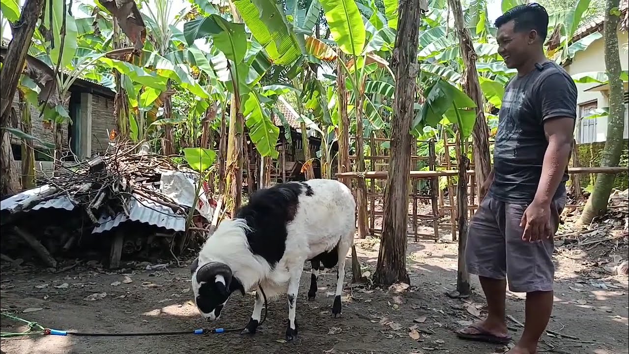 Diamon Farm #domba #dombakontes #viral #fyp #shorts #trending