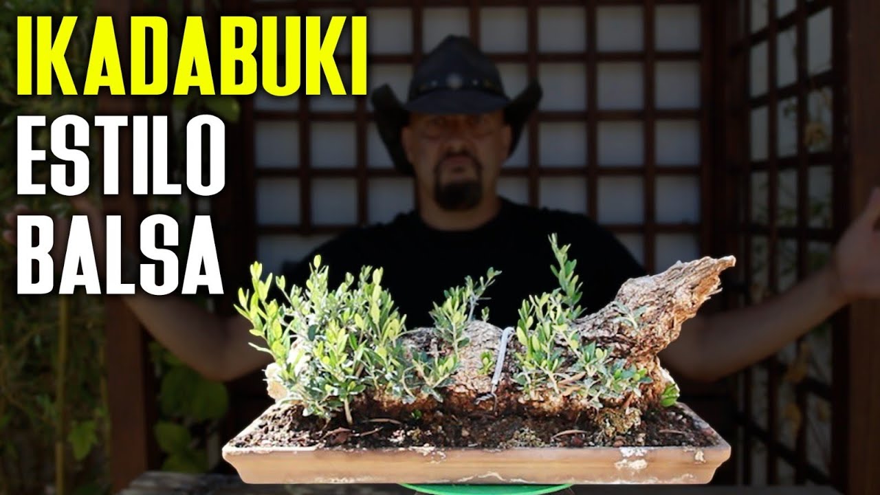 Bonsai OLEA en estilo BALSA 
