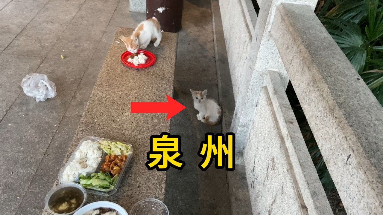 泉州西湖公园吃饭 两个小猫咪 有种猫养不熟 Two Cute Cats in the Park.Quanzhou City.China.