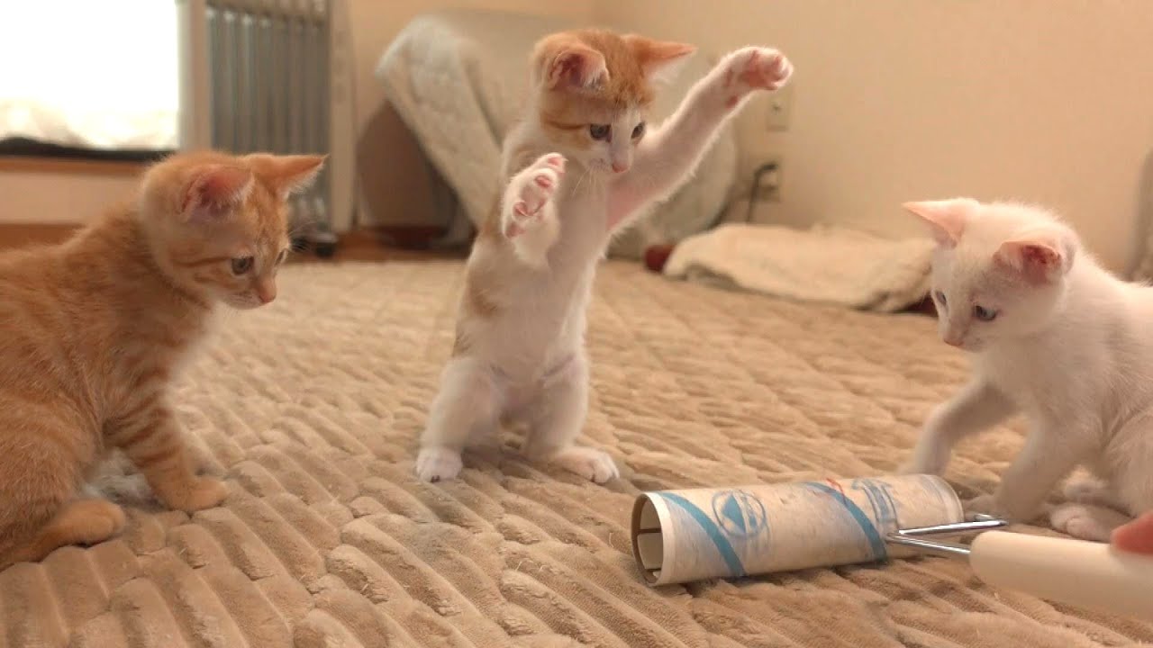 【作業中断動画８】子猫たちの日常 BGM・テロップなし【生後56～57日】