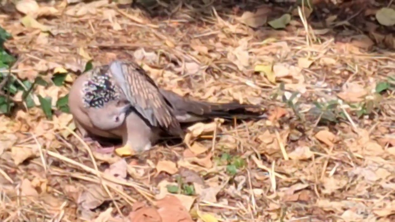 Just a bird. Just beautiful.” ✨🐦 ಒಂದು ಹಕ್ಕಿ… ಅಷ್ಟೇ ಸುಂದರ #Birdwatching