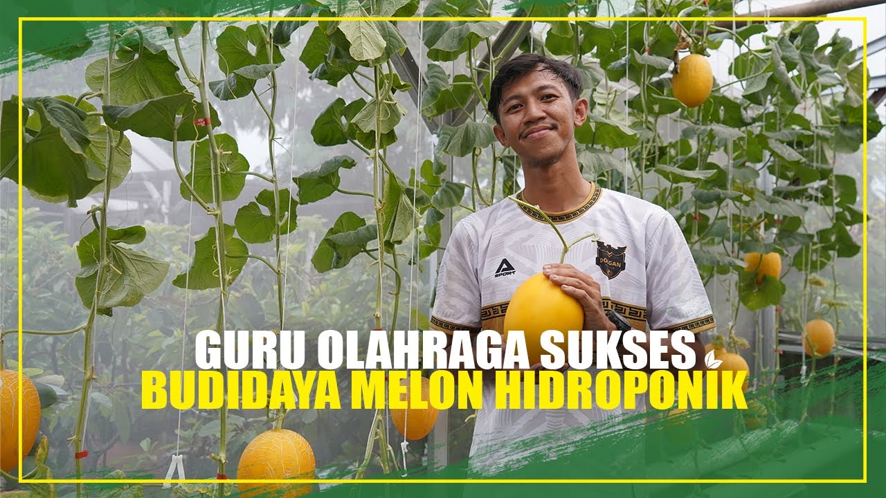 INSPIRATIF GURU OLAHRAGA SUKSES BUDIDAYA MELON HIDROPONIK