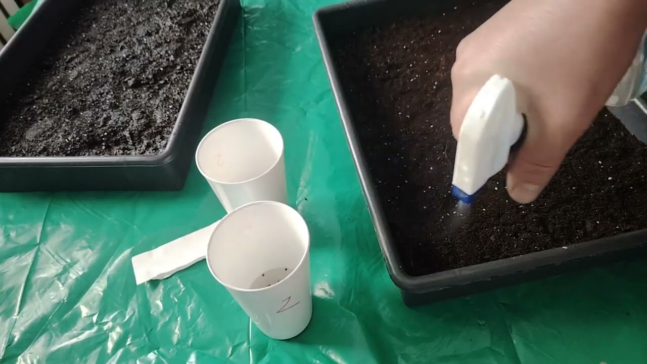 Як посіяти ранню капусту 🥬 в ящічки:📦 покрокова інструкція. 
