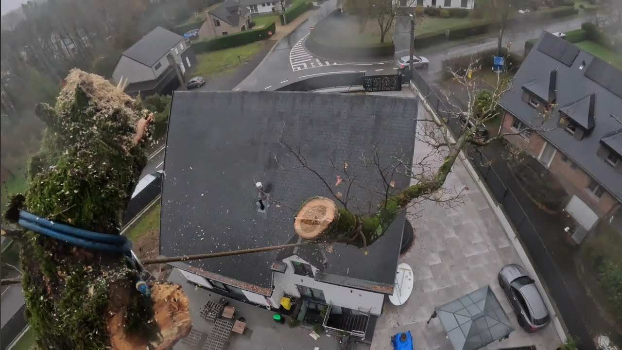 GROS DÉMONTAGE D'UN CHÊNE AU DESSUS DES TOITS / STIHL 661