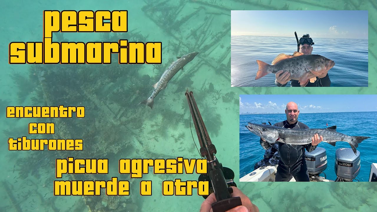 PESCA SUBMARINA CON ERNESTO EG.MARINE Y KEVIN ,COCINANDO CALAMAR tiburones y barracuda#videoviral #