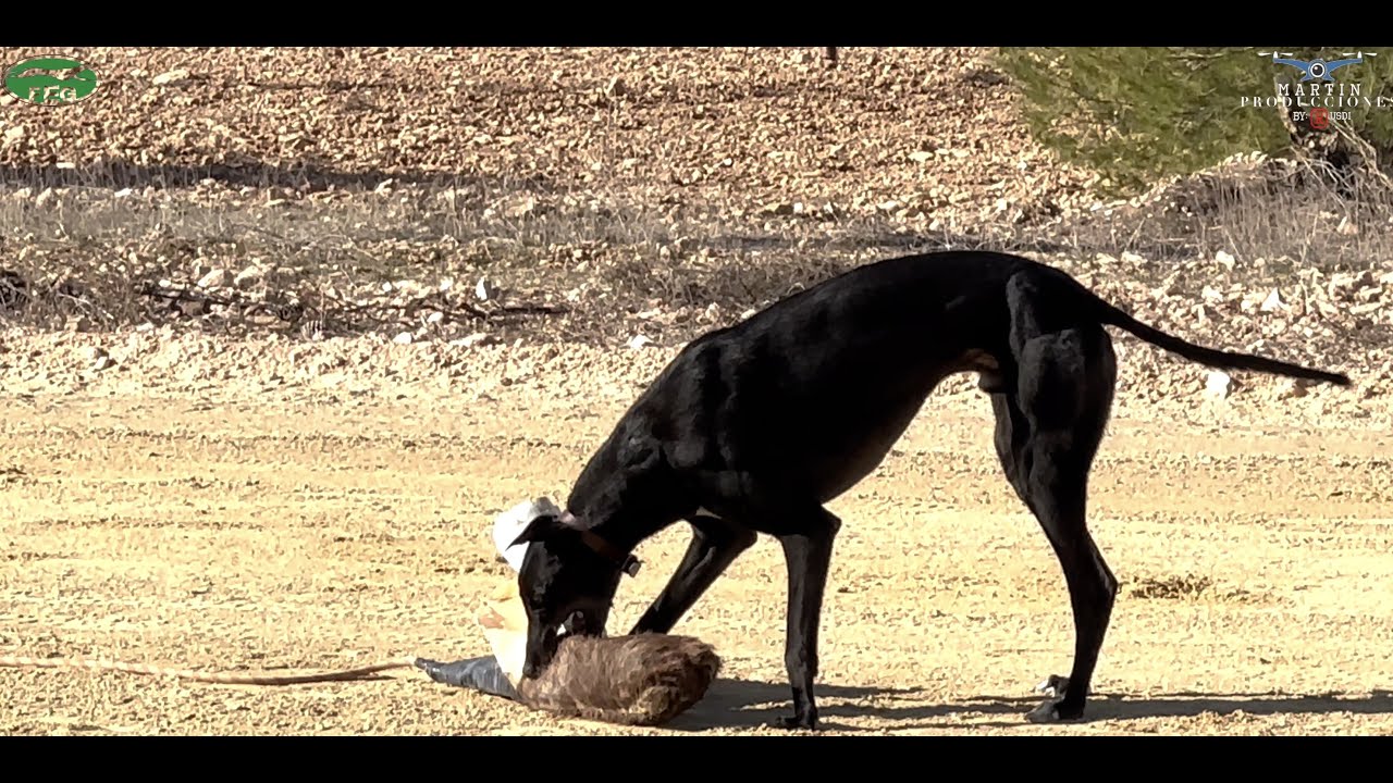 Pozocañada, 2 Carrera de liga de la federación española de galgos