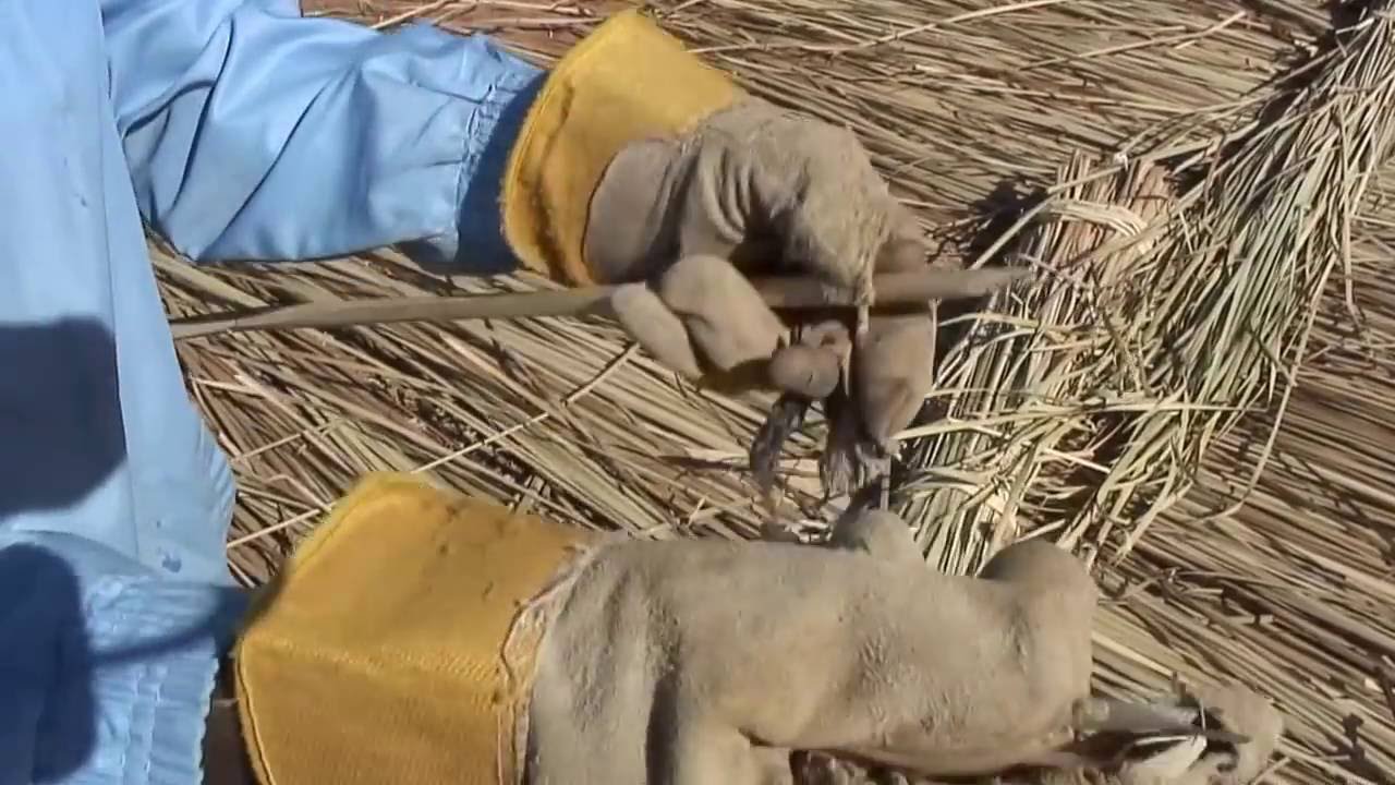Le typha, source de développement durable