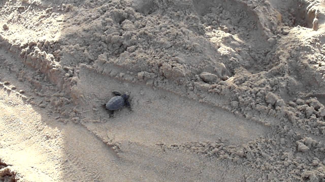 Zakynthos żółwie caretta caretta