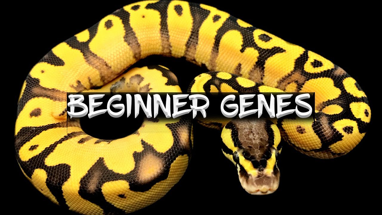The Top 6 Beginner Ball Python Genes