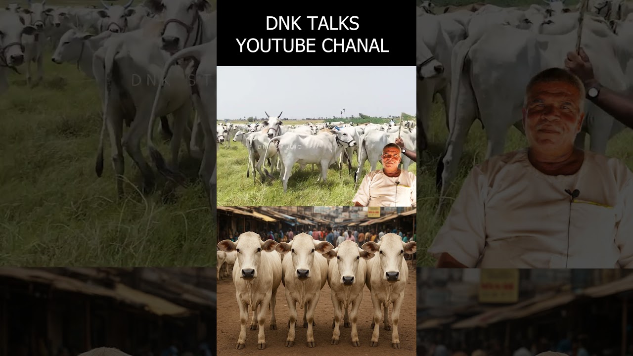 Ongole Cow s Farming Telugu #OngoleCow #OngoleCowFarming #TeluguFarming #TeluguAgriculture