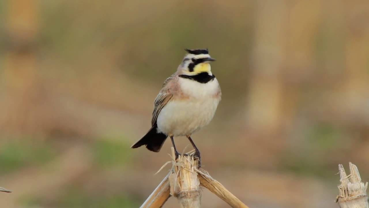 Horned Lark Video Portrait