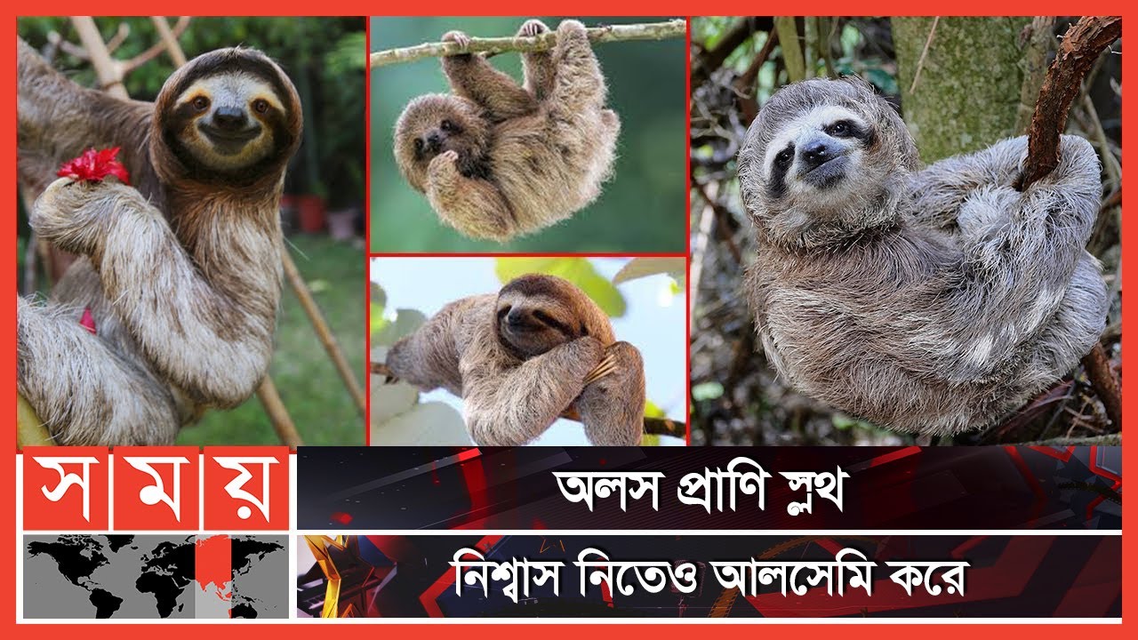 ৪০ মিনিট দম বন্ধ রাখতে পারে স্লথ | Sloths | Most Lazy Animal | Somoy TV