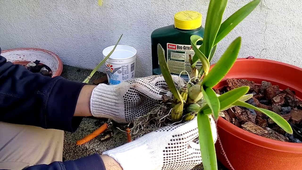 Trasplante de tronco a maceta, Laelia autumnalis. OJO! problemas de audio.