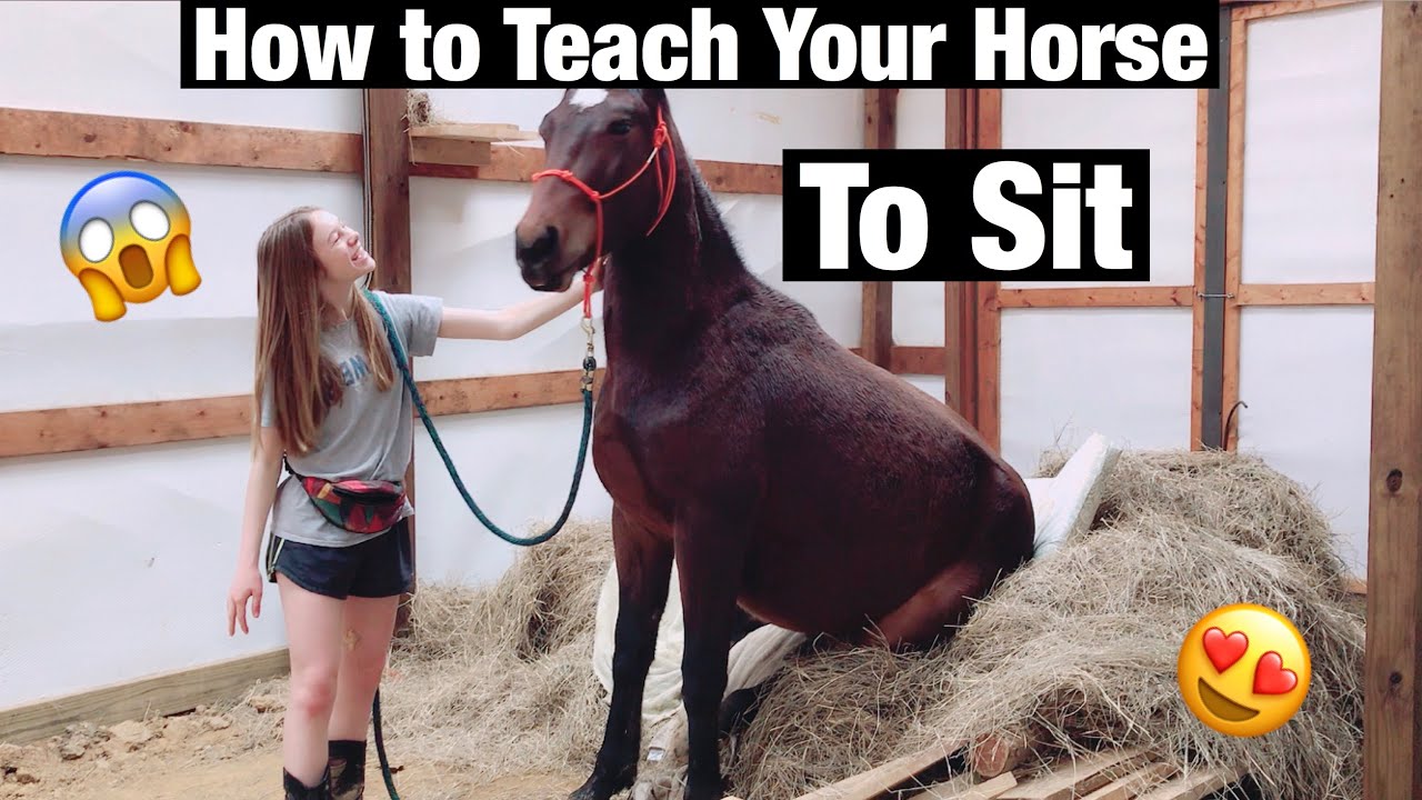 How to Teach a Your Horse to Sit