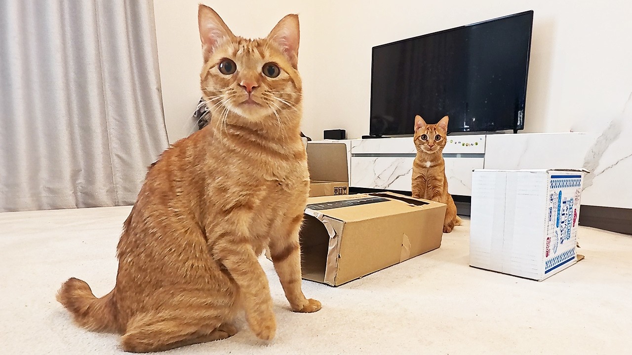 二匹の保護猫にダンボールをあげると性格の違いがはっきりしました！