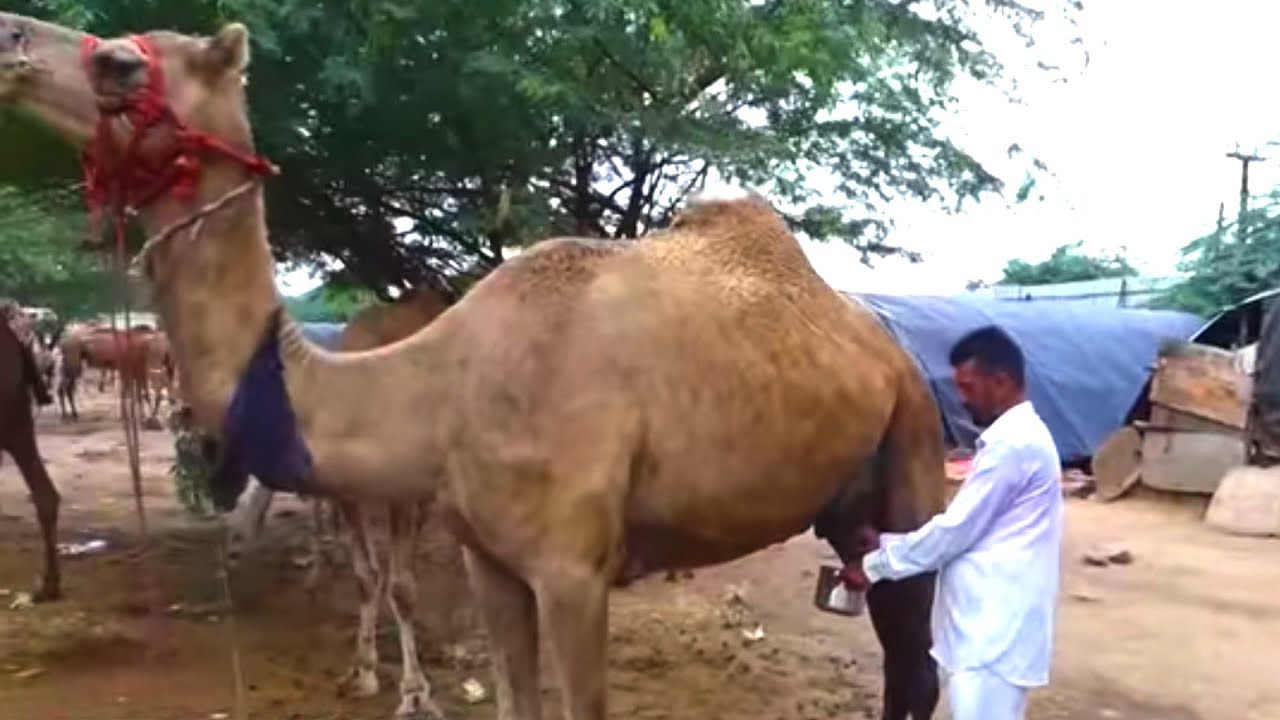 #MustWatchThis | Drinking Camel's Milk | Fresh Camel Milk | Healthy Streetfood