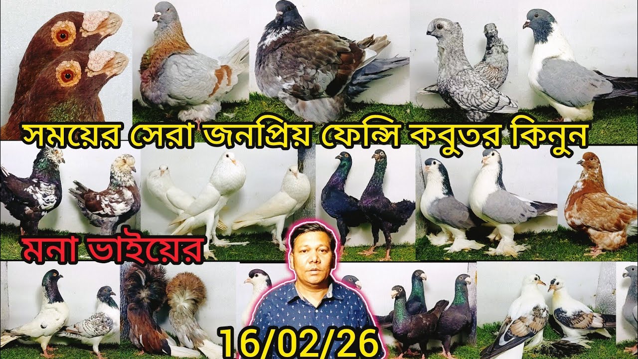 সময়ের সেরা জনপ্রিয় কবুতর পাইকারি দামে মনা ভাইয়ের | pigeon video | কবুতর | pigeon lover |