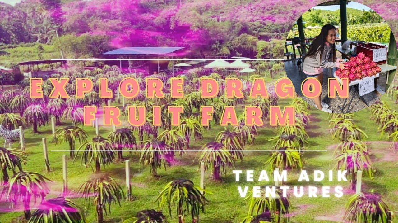 EXPLORE DRAGON FRUIT FARM - CEBU |TEAM ADIK VENTURES | #dragonfruitfarm #dragonfruitshake