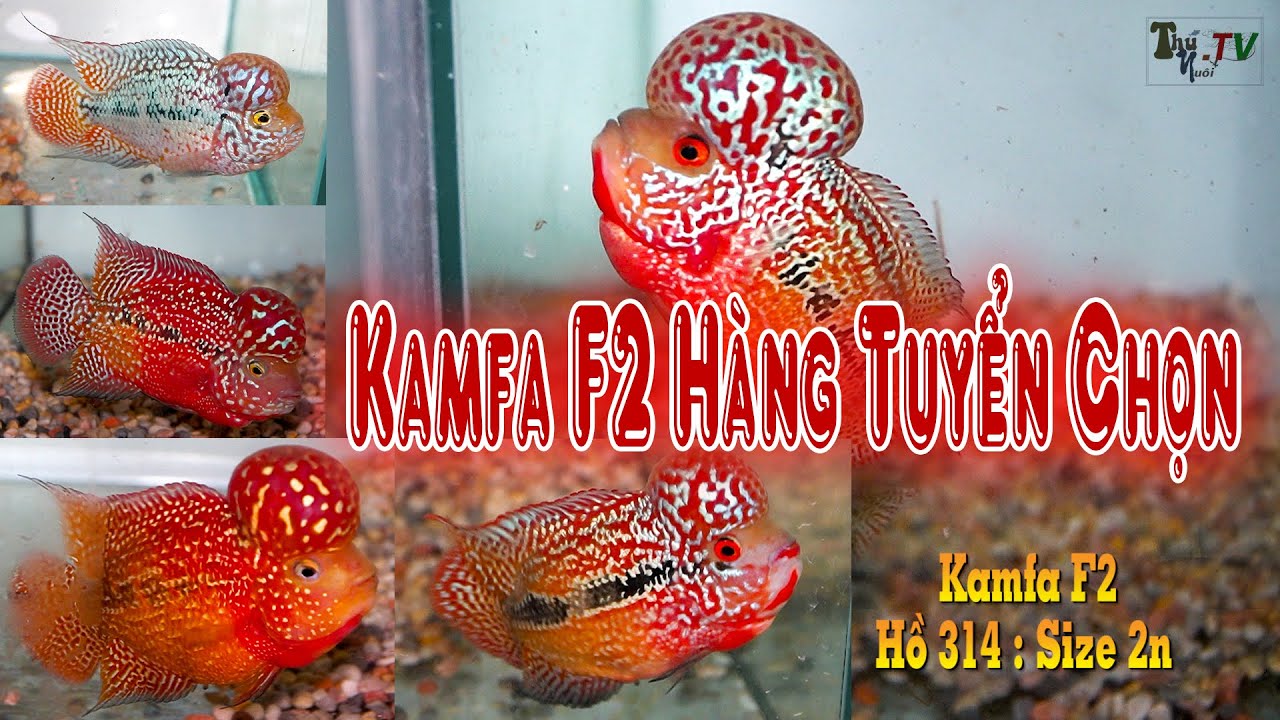 Kamfa F2 Hàng Tuyển VIP | Cơ Sở Cá La Hán Lân Bùi.