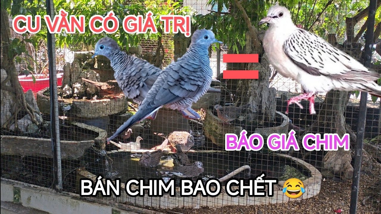 Cu vằn rất có giá trị. Báo giá chim cu gáy Thái giá mềm.