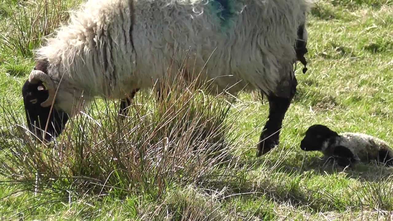 Sad - Lamb rejected by its mum - Part 1 of 4