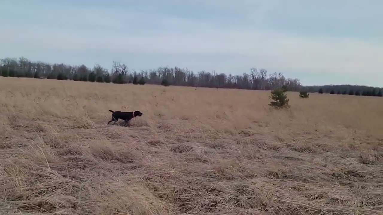 Wild Pheasant hunting with a Deutsch Drahthaar
