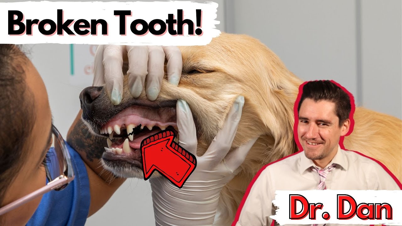How a vet fixes a dog's broken tooth.  Dr. Dan explains the two options for a broken tooth in a dog.