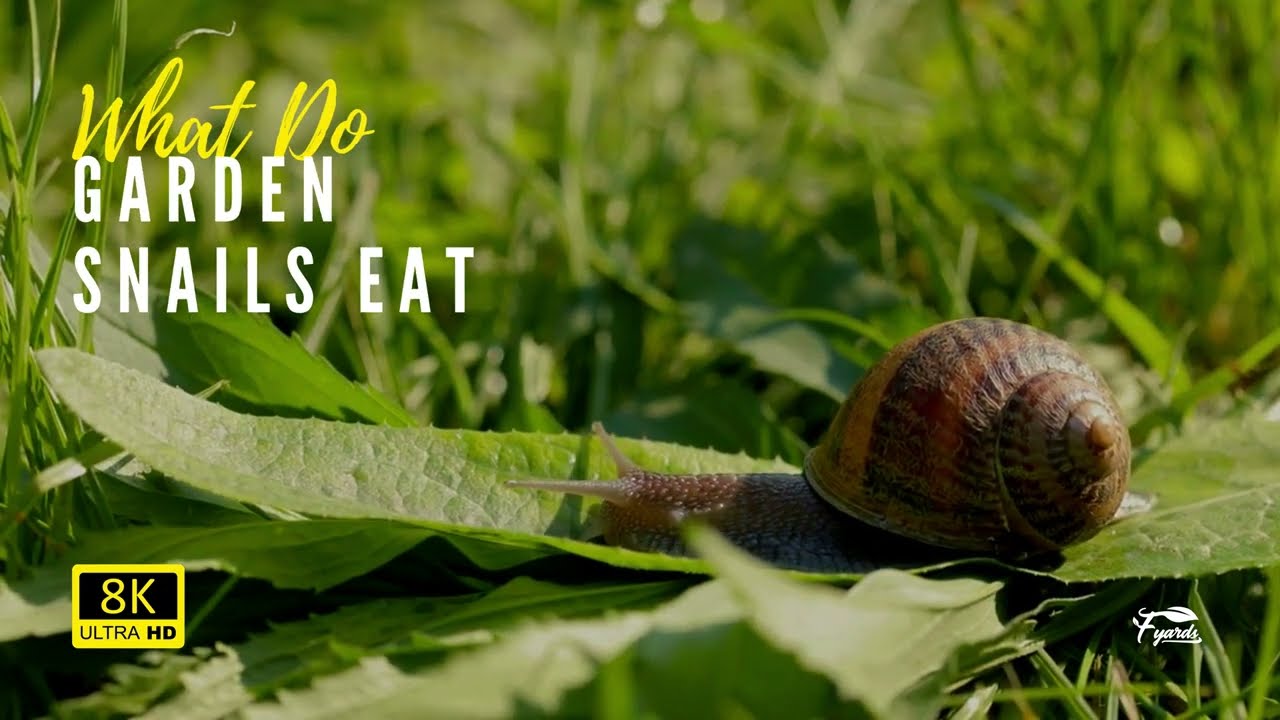 What Do Garden Snails Eat - Caring Tips | Floridayards