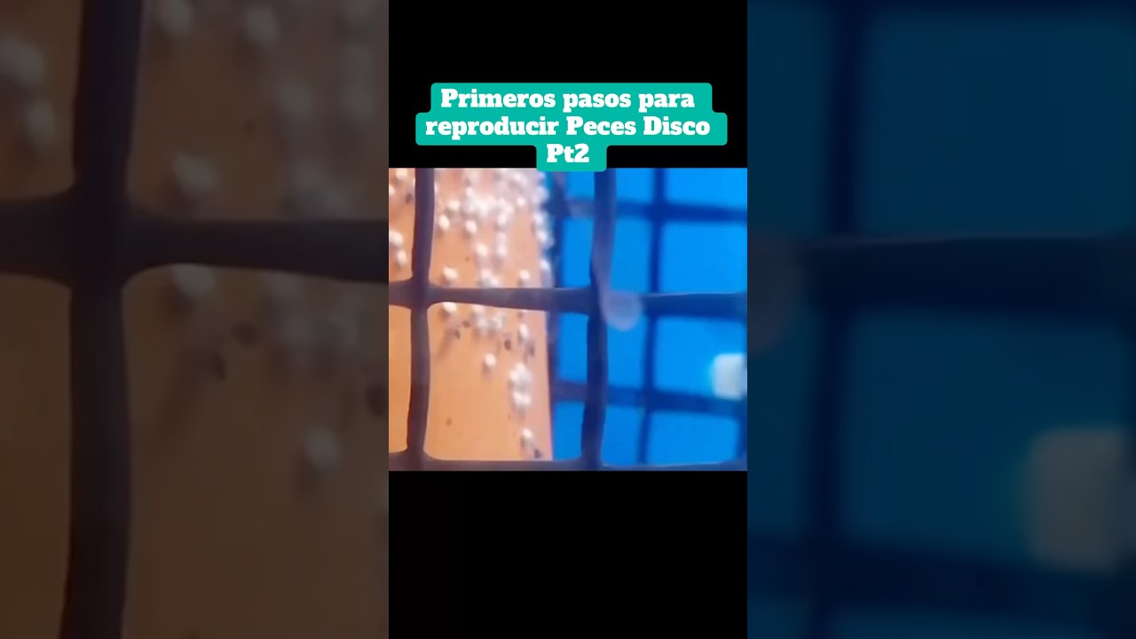 Primeros pasos para reproducir peces disco pt2  