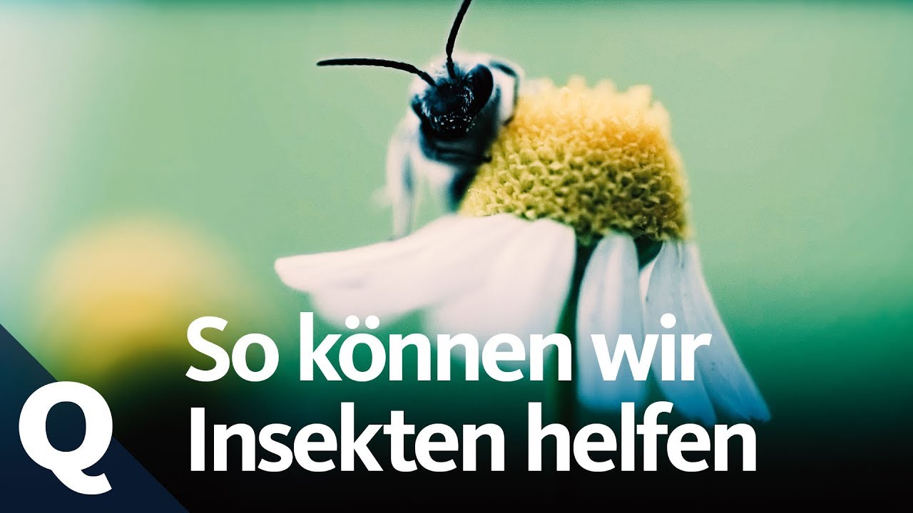 Wie ökologische Landwirtschaft die Insekten retten könnte | Quarks