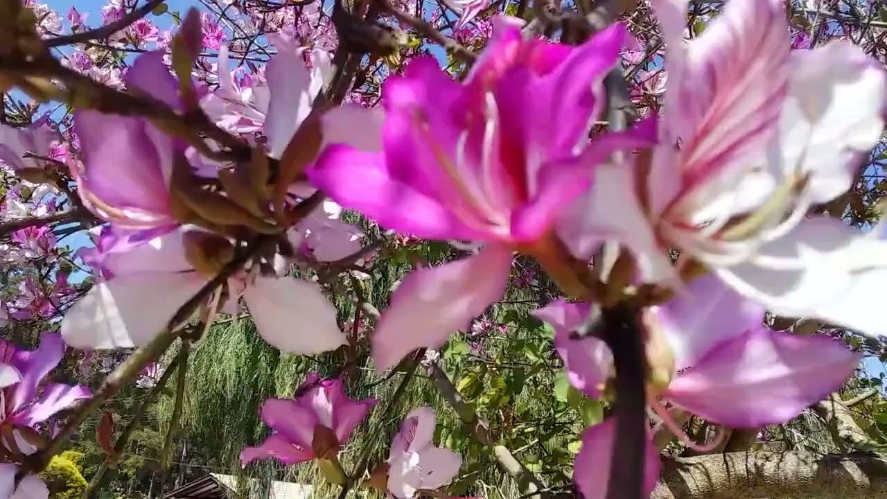 Law of #Abundance of flowers one seed gets 1000 seeds #universe world abundance #thoughts emotions