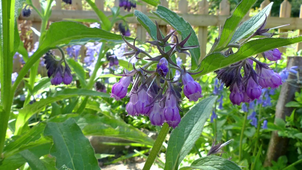 Gartenspaziergang im NABU Naturgarten Dortmund - Mai 2015