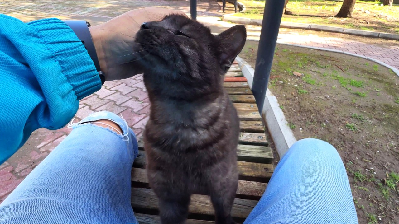 This Is an Extremely Rare Black Tabby Cat