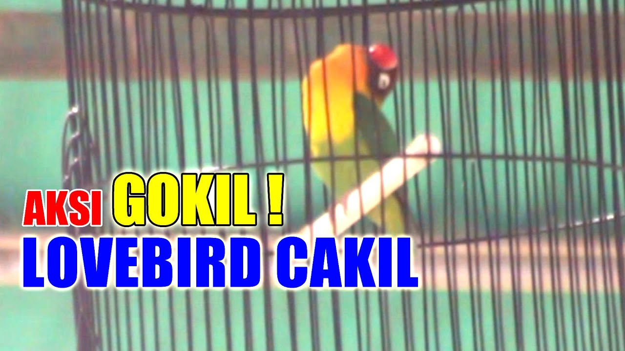 Aksi Gokil LOVEBIRD CAKIL | Amunisi DREDED TEAM BOGOR.