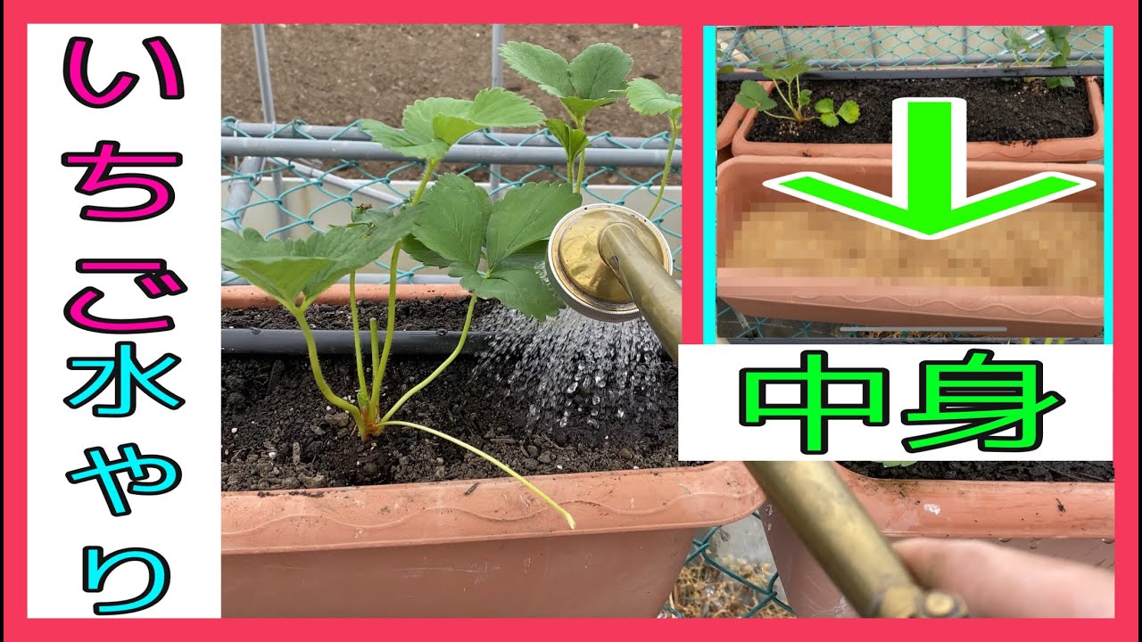 【いちごの水やり】”定植後１週間”の「水管理」と「潅水の時間」＋”土を節約”するプランターの土入れ裏ワザ(*'▽')