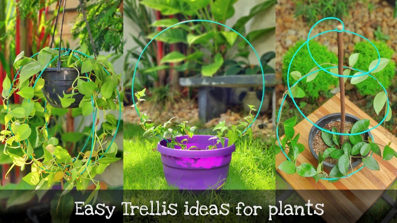 Easy Trellis ideas for creepers, Hanging plants #trellis