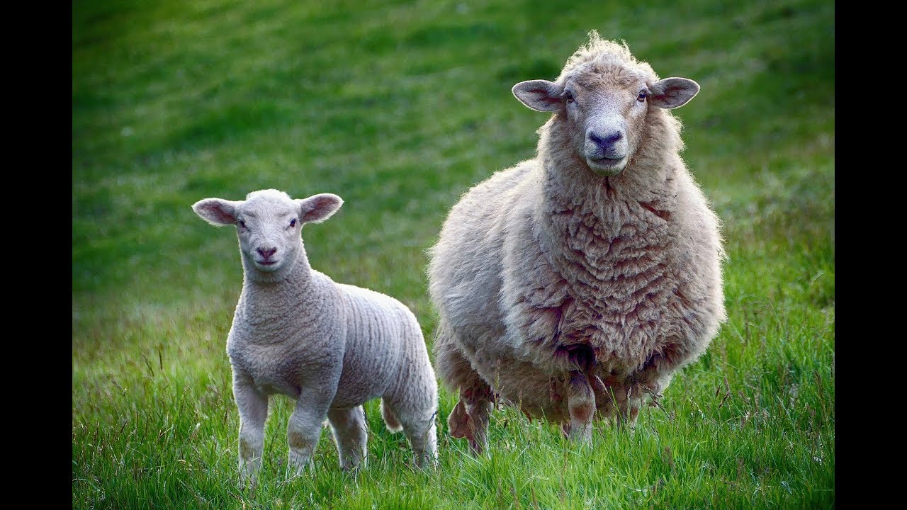 13 Surprising Facts About Sheep
