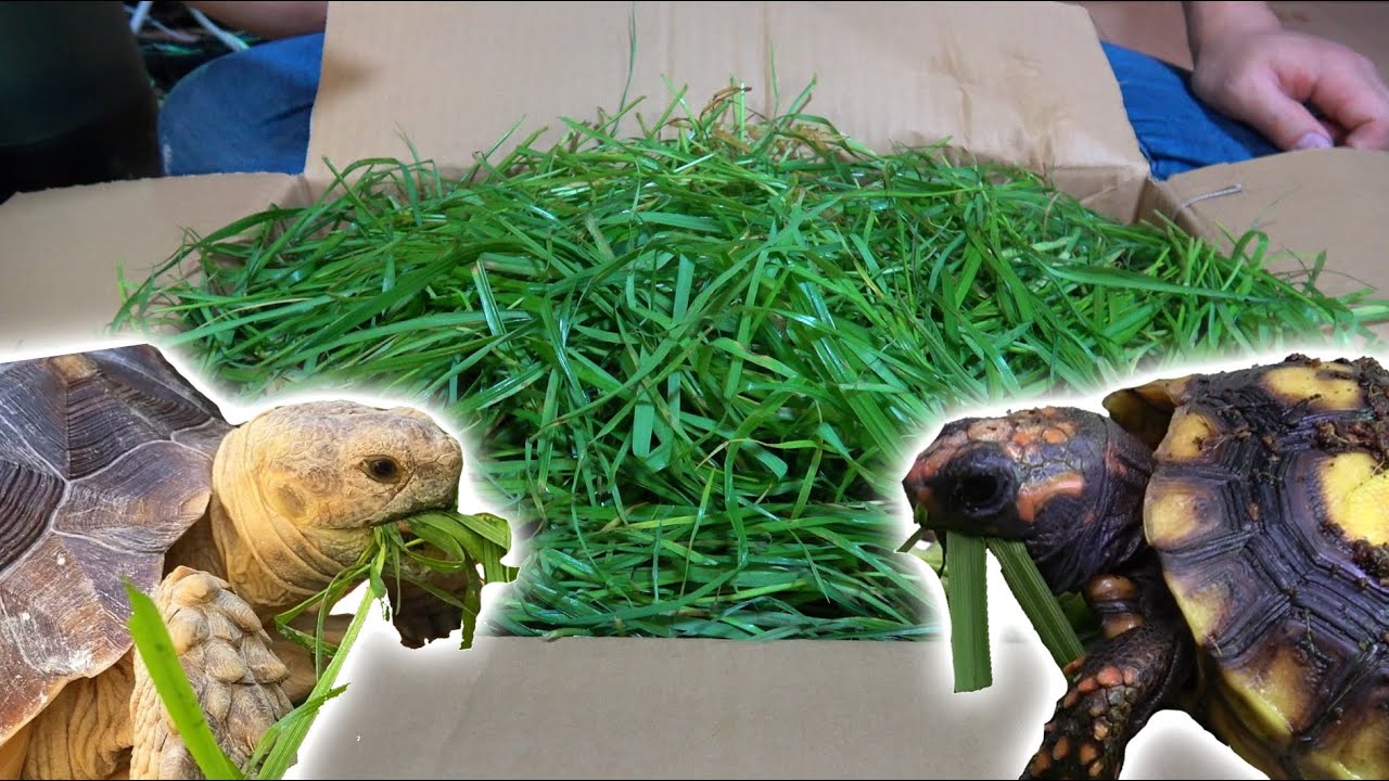 大量の生牧草を買ってリクガメ達に与えてみた結果・・・！