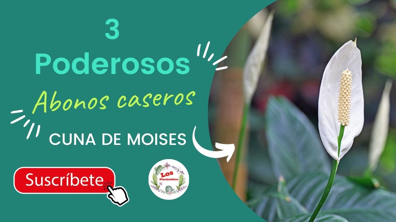 👊 3 Poderosos 【ABONOS CASEROS】 para 🌱 CUNA DE MOISES