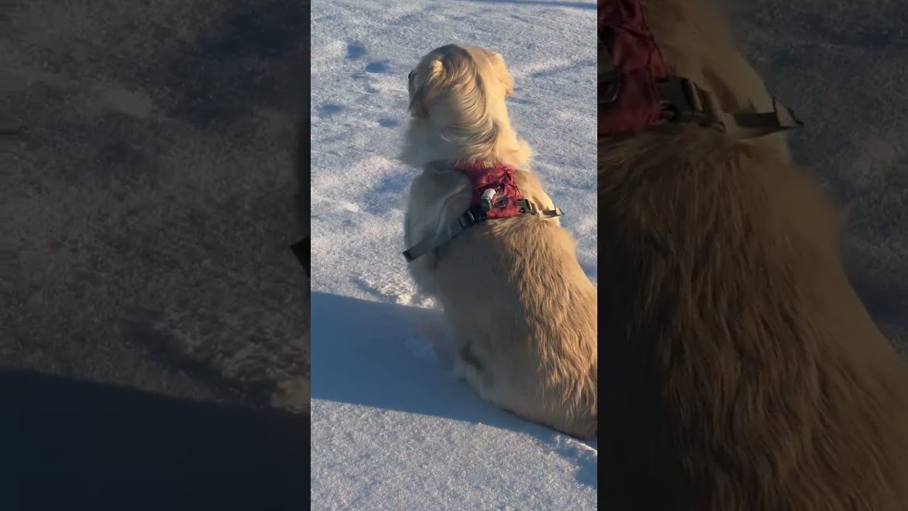 A calm day for Goldens in the snow #pei #goldenretriever #newglasgow #goldenretrieversworld 