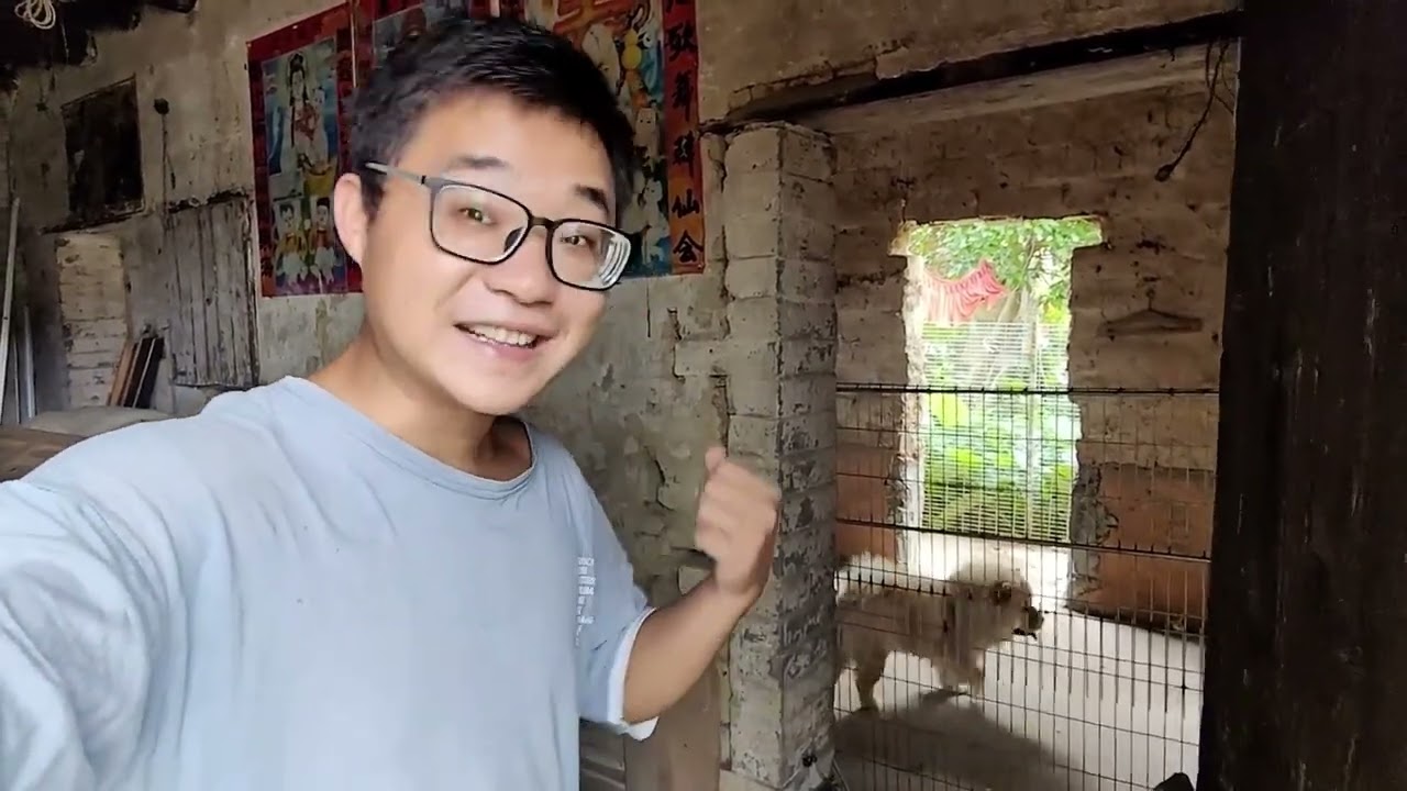 奶牛狗配小虎下的崽开始吃粥，胖嘟嘟好可爱，小陈还拿回漂亮土松