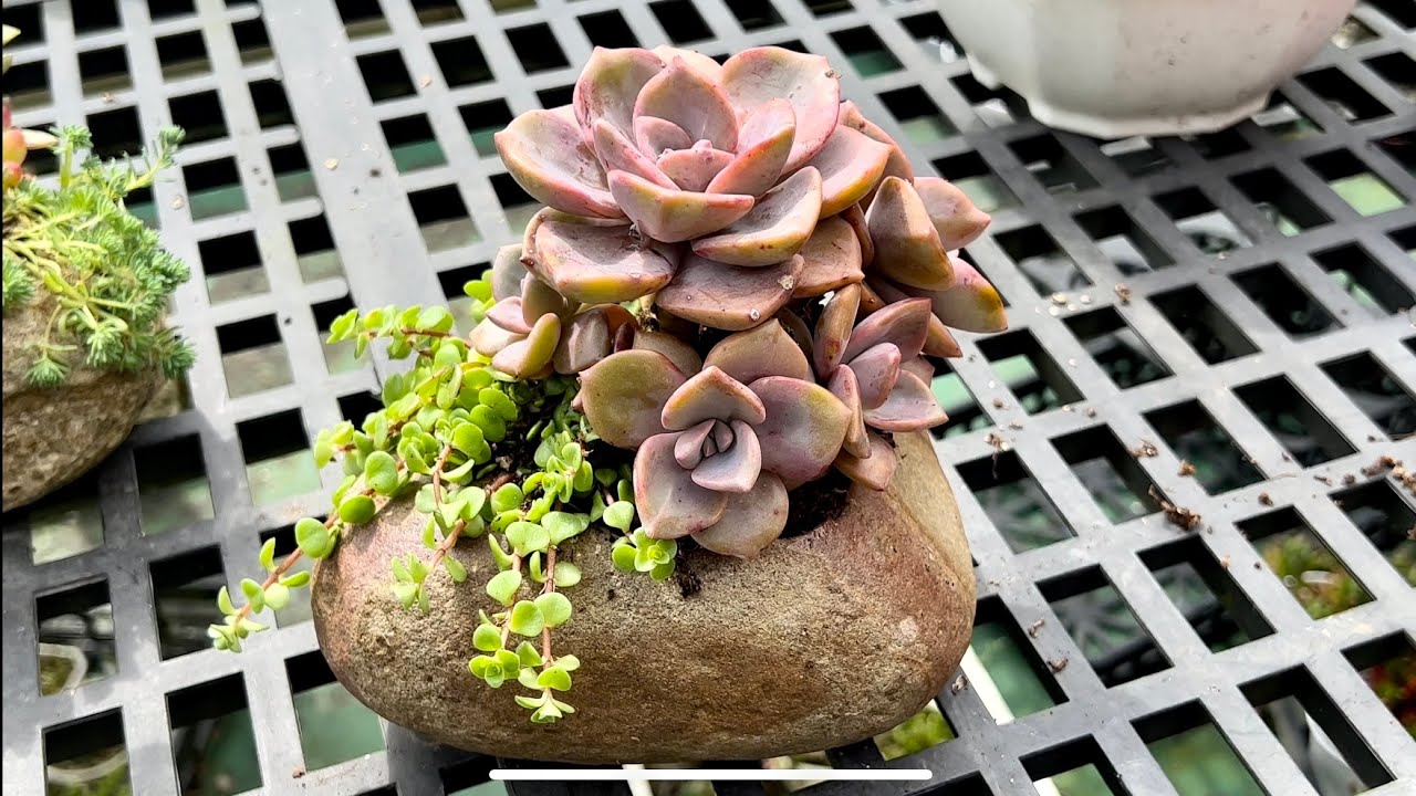 劉家花園—多肉植物組盆示範｜多肉植物組盆輕鬆上手｜組盆養護淺談｜特別來賓劉家花園劉媽媽登場