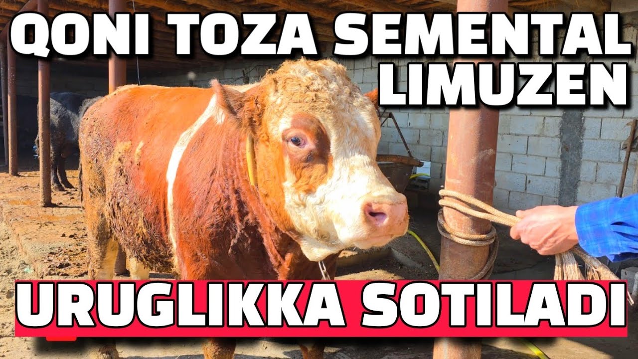 URUGLIKKA SEMENTAL VA LIMUZEN HOʻKIZ SOTILADI. BUXORO JONDOR 14.02.2026