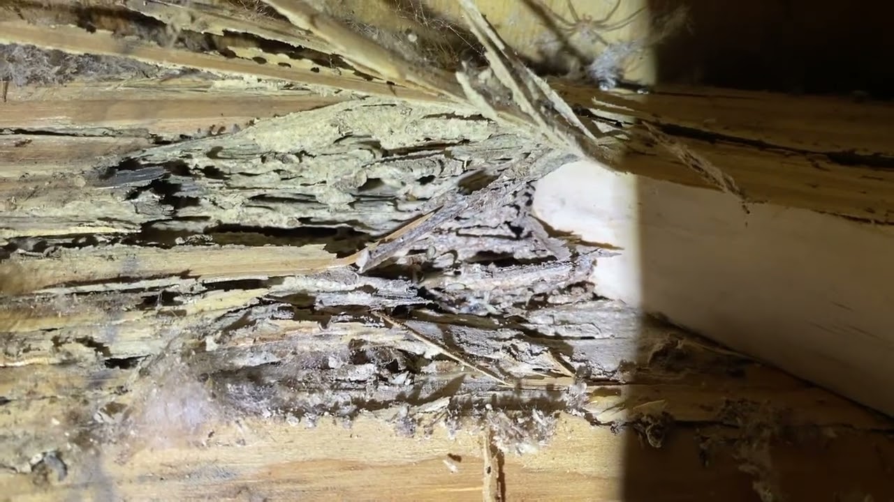 RARE Discovery - You Can Actually Hear Termites Eating Wood!
