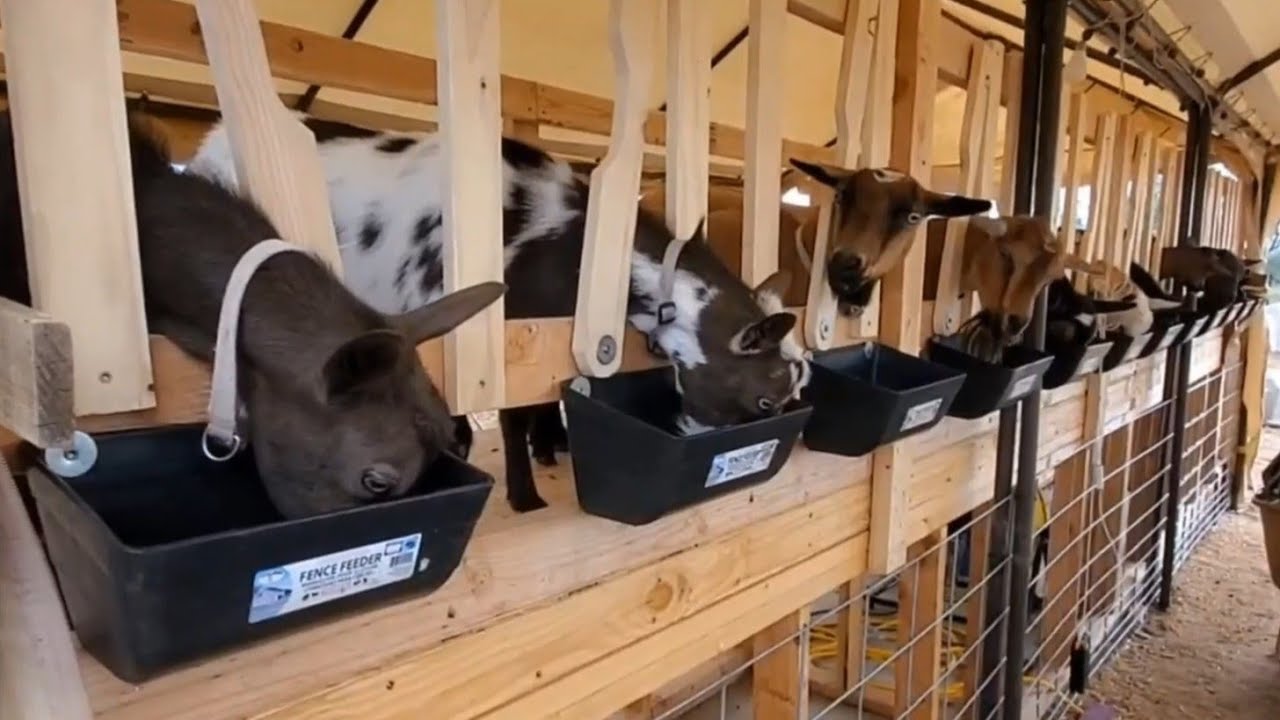 First Day On The New MILK STAND!!