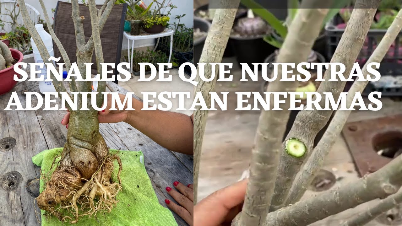 como identificar que nuestras plantas estan enfermas..