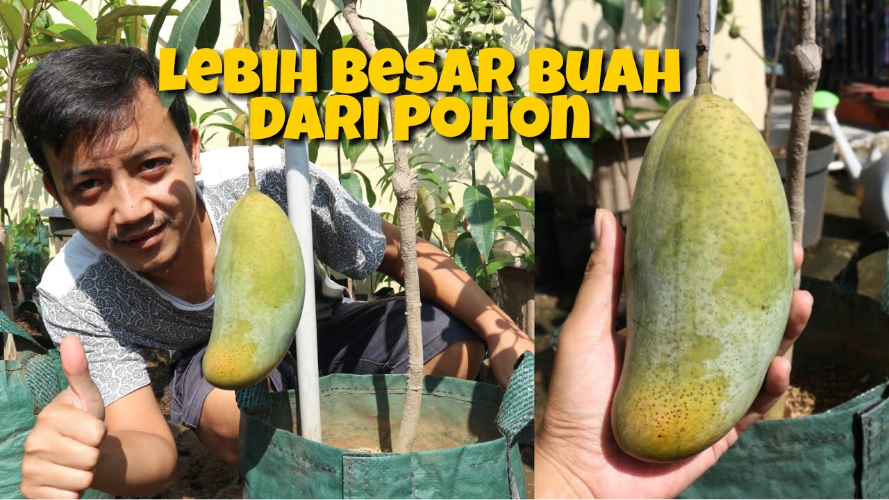 Amazing How to Grow Mango on containner Tabulampot Mangga Berbuah Pembungaan Hingga Panen Chokbaibun