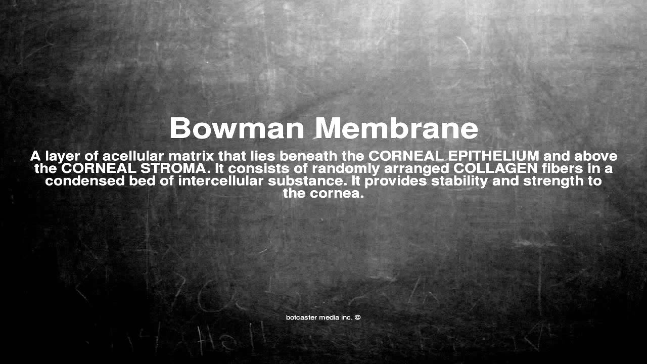 Medical vocabulary: What does Bowman Membrane mean